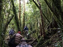 Hiking through the dense hardwood trees to the summit of San Pedro.