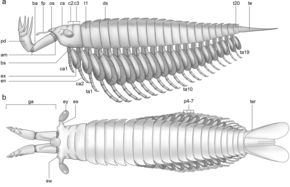 Fortiforceps reconstruction.png