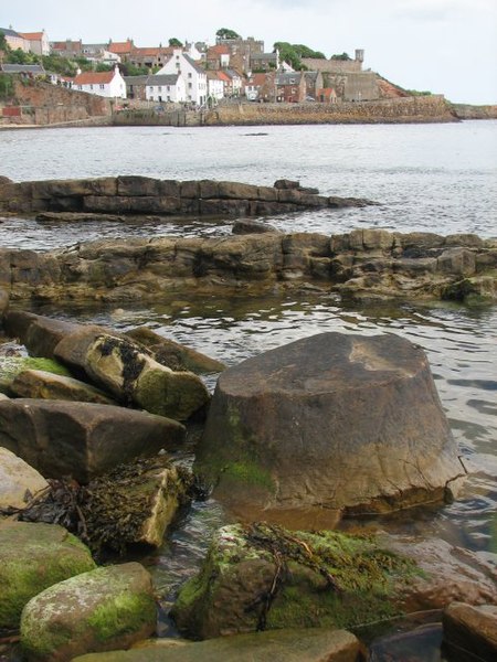 File:Fossil tree - geograph.org.uk - 870515.jpg