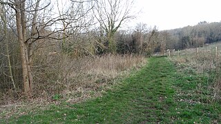 Foxley Wood, Purley