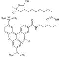 Thumbnail for Activity-based proteomics