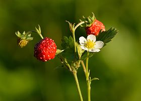 Un fraisier des bois (Fragaria vesca). (définition réelle 4 971 × 3 590)