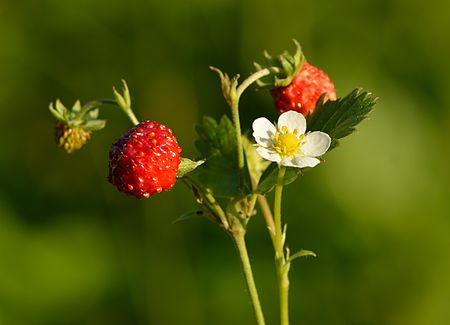 Tập_tin:Fragaria_vesca_-_metsmaasikas.jpg