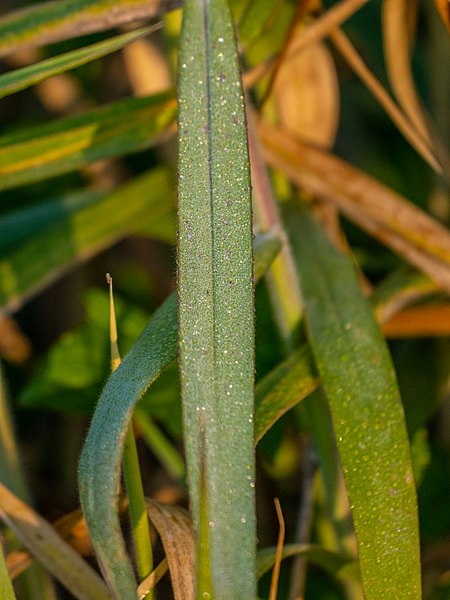 File:Frost melting on Brachiaria mutica leaf near Downfall Creek 7th Brigade Park Chermside P1060580.jpg