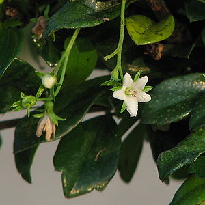 Flowers of the Fukientee