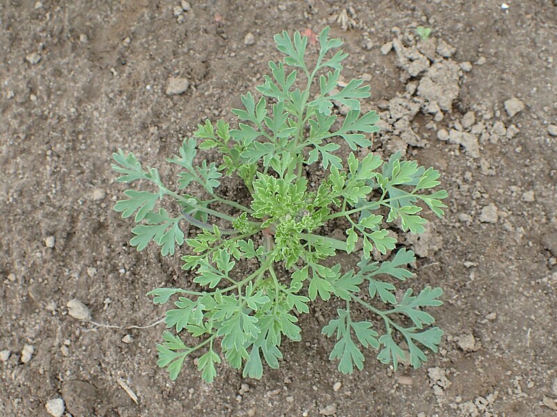 File:Fumaria officinalis kz15.jpg