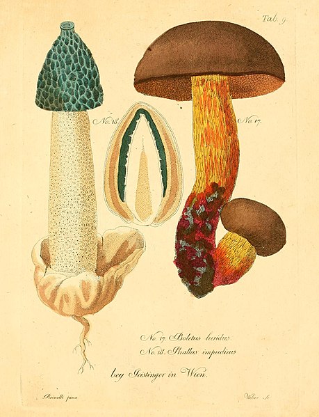 File:Fungi austriaci delectu singulari iconibus XL observationibusque (Tab. 9) (8495631426).jpg