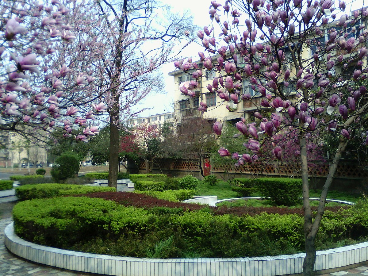 File Fuyang Teachers College Qinghe Campus Blossoms Jpeg