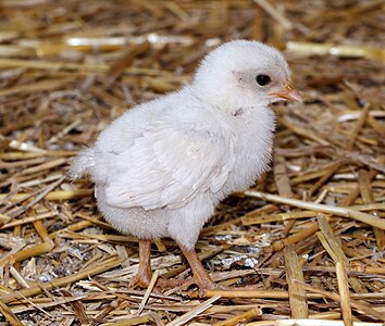 Gallus gallus domesticus - Vogelpark Steinen 03