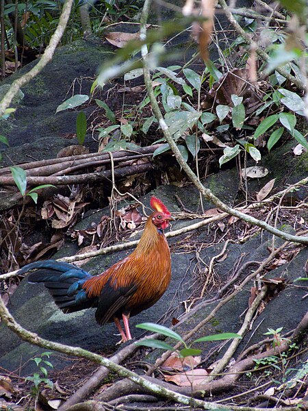 File:Gallus lafayetii -Sinharaja Forest Reserve, Sri Lanka-8b.jpg