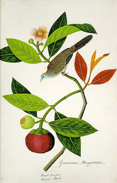 File:Garcinia Mangostana; Booah Mangies; Boorong Merbo (William Farquhar Collection, 1819–1823).jpg