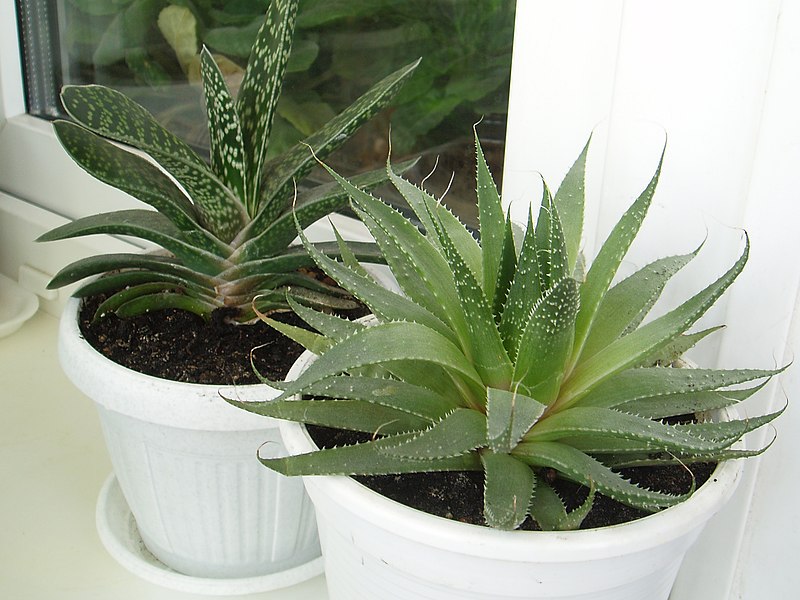 File:Gasteria and Aloe.JPG