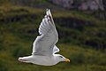 * Nomination European herring gull (Larus argentatus), Svolvær, Lofoten, Norway --Poco a poco 13:11, 5 March 2020 (UTC) * Promotion  Support Good quality. --T.Bednarz 22:22, 9 March 2020 (UTC)