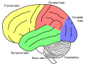 Deutsch: Seitenansicht eines menschlichen Gehirns, Großhirnlappen farblich hervorgehoben. English: Lateral view of a human brain, telencephalic lobes colored.