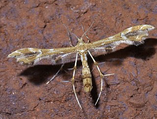 <i>Geina</i> Plume moth genus