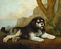 "George_Stubbs_(1724-1806)_-_A_Rough_Dog_-_RCIN_405001_-_Royal_Collection.jpg" by User:BotMultichill