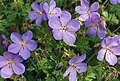 Geranium himalayense