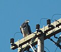 Le rapace perché