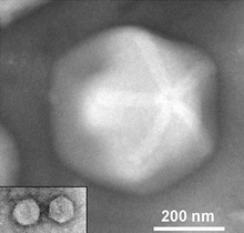 Giant virus Megavirus with its associated virophage Zamilon.png