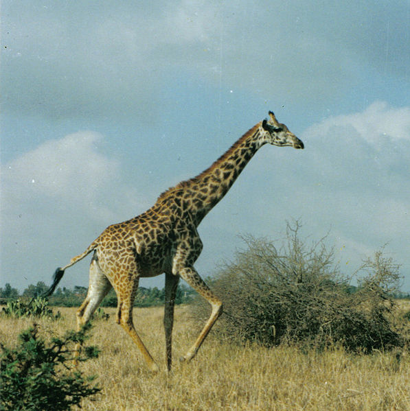 File:GiraffeRunning.jpg