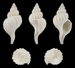 <i>Glaphyrina caudata</i> Species of gastropod