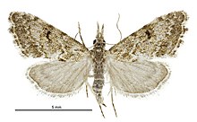 Glaucocharis elaina female.jpg