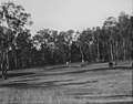 Golfers on the course at Virginia, Brisbane, ca. 1933 (7016591529).jpg