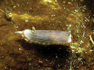 <i>Goniobranchus pseudodecorus</i>