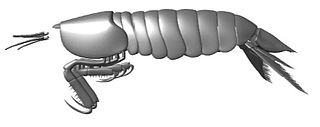 <span class="mw-page-title-main">Gorgonophontidae</span> Family of crustaceans