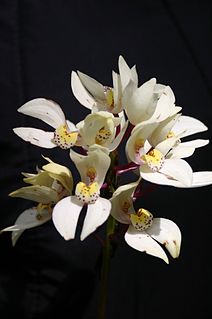 <i>Govenia</i> Genus of orchids