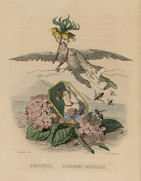 File:Grandville, Hortensia et couronne impériale in Les Fleurs animées, 1847.jpg