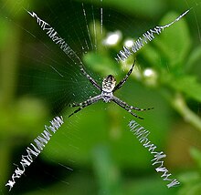Grass cross spider (Argiope catenulata)- Female W2 IMG 2741.jpg