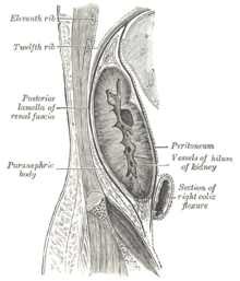 Sagittal section through posterior abdominal wall, showing the relations of the capsule of the kidney (pararenal fat labeled as paranephric body center left) Gray1125.png