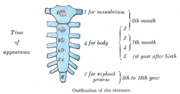 Figure 4 Ossification Gray118.png