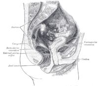 Image showing an anteverted uterus lying above the bladder (left), compared with a retroverted uterus undergoing bimanual examination facing towards the rectum (right)