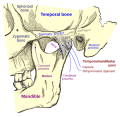 Mandibula eklemi. Yandan görünüm.