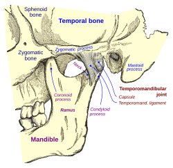 articulatio mandibulae)