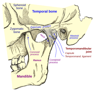 Temporomandibular joint Joints connecting the jawbone to the skull