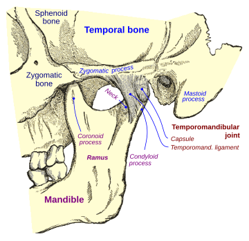 Mastoid part of the temporal bone