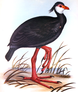 Gray R G Bird 1844-49.png