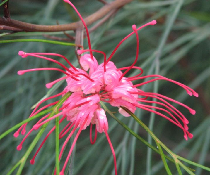 File:Grevillea longistyla.jpg