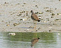 Hong Kong Wetland Park