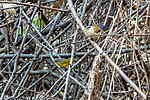 Thumbnail for File:Grey-hooded Warbler and Blue-winged Minla, Uttarakhand, India (50900854261).jpg