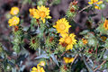 Grindelia integrifolia