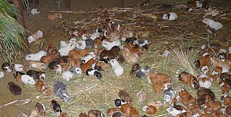 Cavia stal.jpg