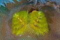 * Nomination Christmas tree worm (Spirobranchus giganteus), Anilao, Philippines --Poco a poco 07:54, 28 February 2024 (UTC) * Decline  Oppose Sorry, but this is too blurry even at lower resolution, compared to other pictures of that worm already in Commons. --Plozessor 06:29, 2 March 2024 (UTC)