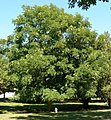 Kentucky Coffeetree Gymnocladus dioicus