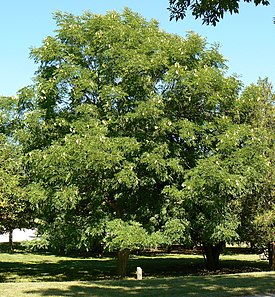 Gymnocladus dioicus Desoto.jpg