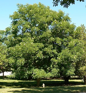 Antler tree Gymnocladus dioicus