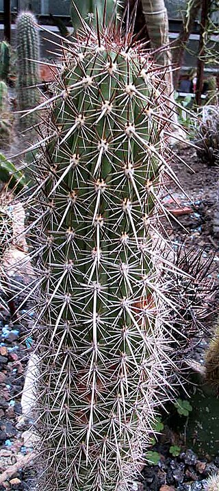 <i>Haageocereus platinospinus</i> Species of cactus